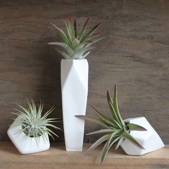 14 элегантных способов добавить "воздушное растение" в Ваш интерьер